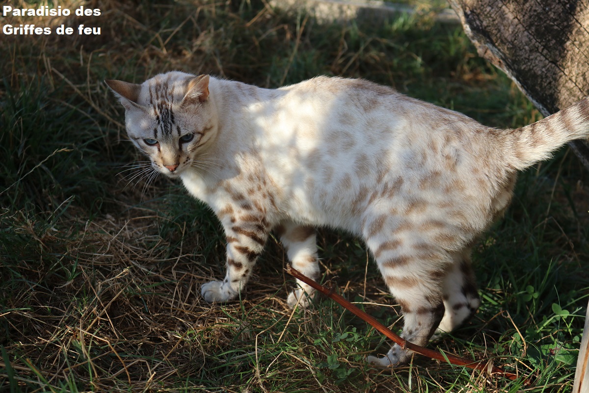 chat bengal seal lynx